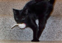 another picture of Romulus, a Domestic Short Hair black