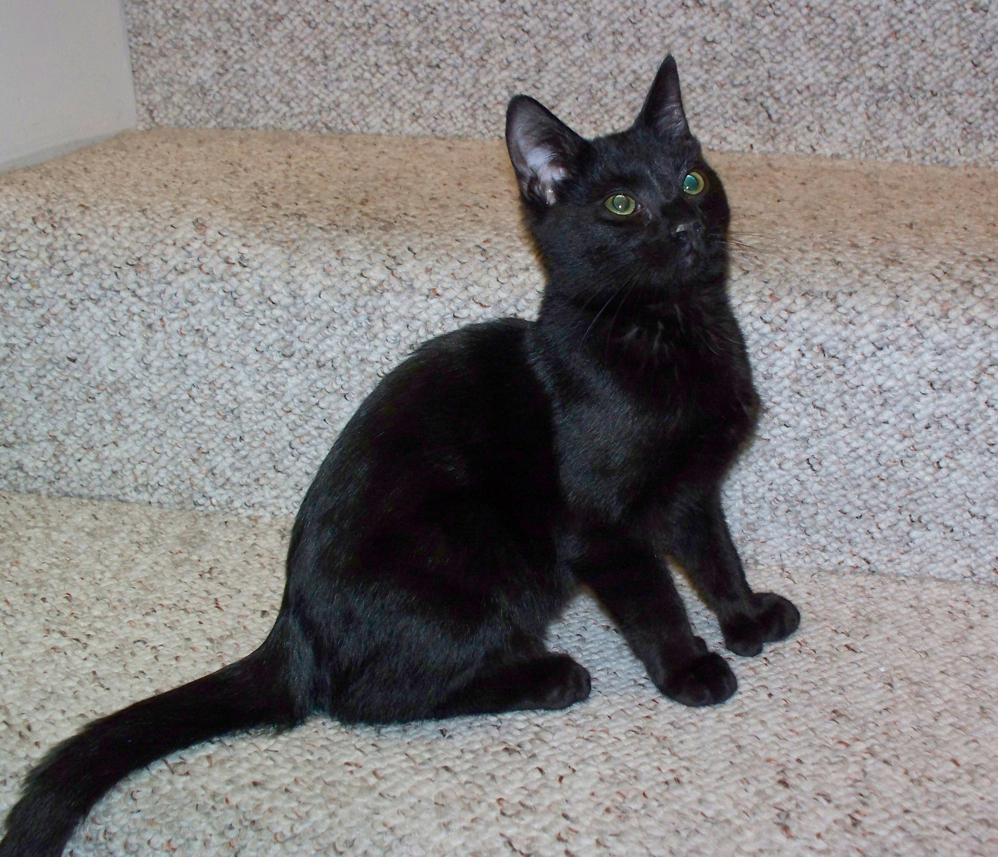 picture of Romulus, a Domestic Short Hair black