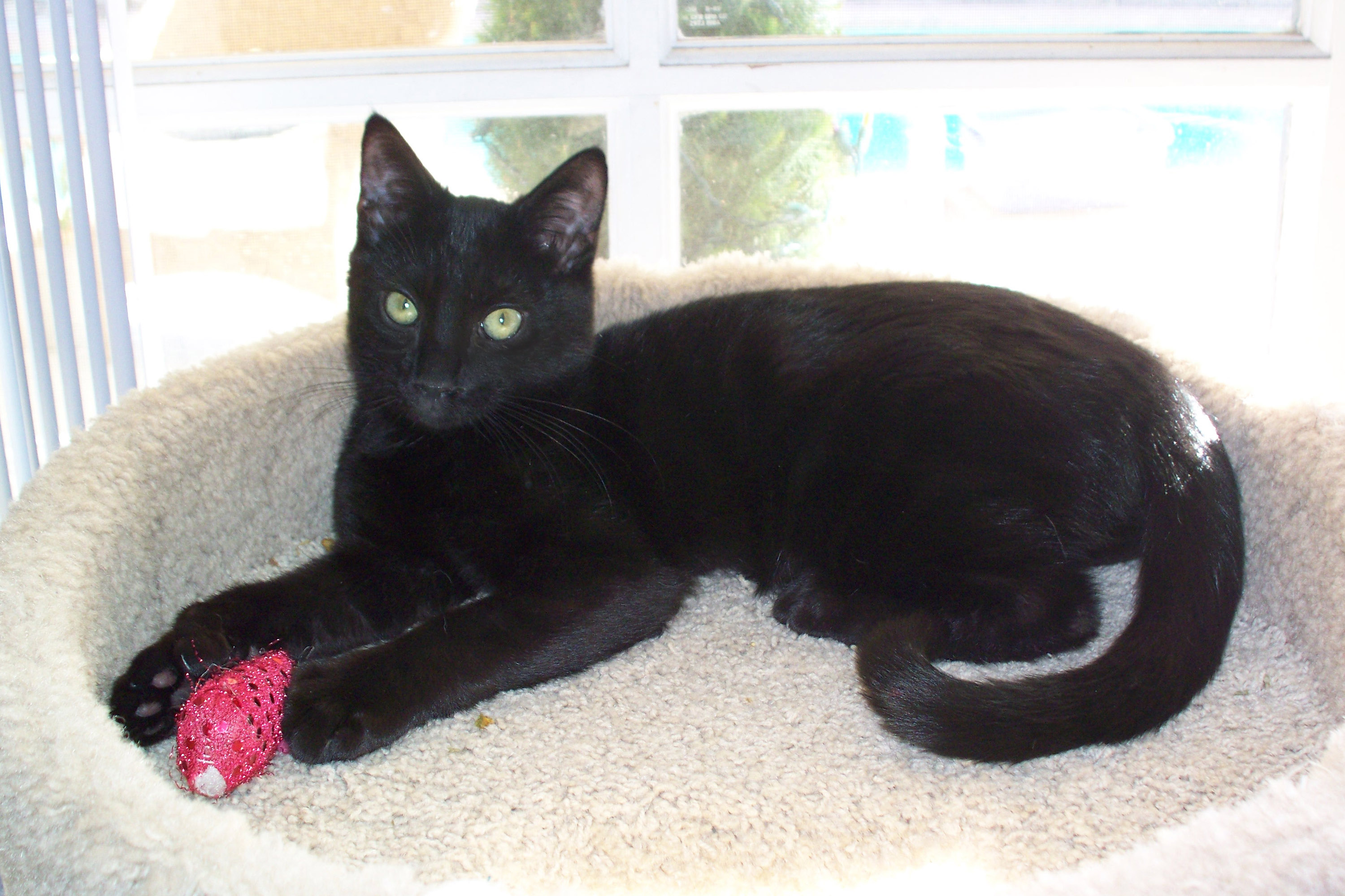 picture of Romulus, a Domestic Short Hair black