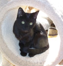 picture of Romulus, a Domestic Short Hair black