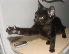 another picture of Remus, a Domestic Short Hair black