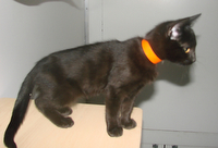 picture of Remus, a Domestic Short Hair black