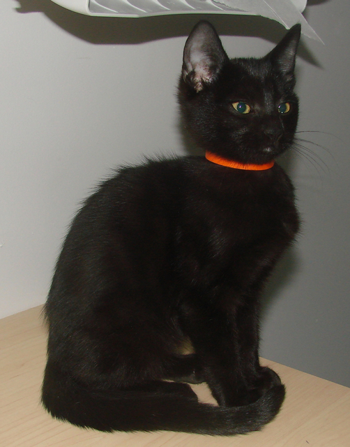 picture of Remus, a Domestic Short Hair black
