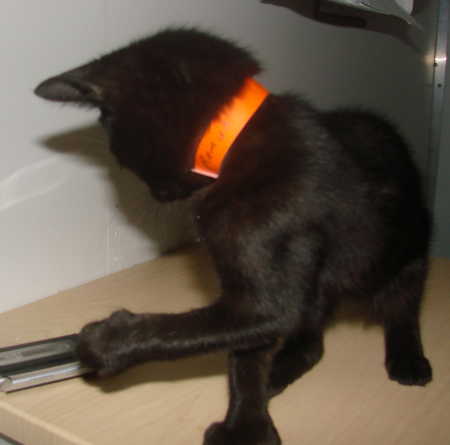 picture of Remus, a Domestic Short Hair black
