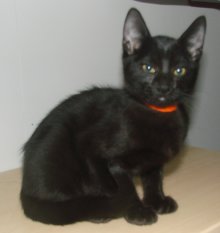 picture of Remus, a Domestic Short Hair black