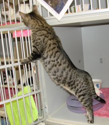 another picture of Za-Bella AKA 'Little Z', a Domestic Short Hair tabby