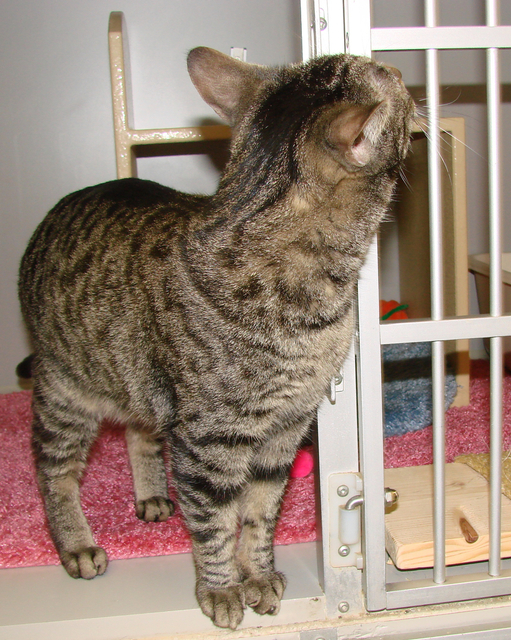 picture of Za-Bella AKA 'Little Z', a Domestic Short Hair tabby