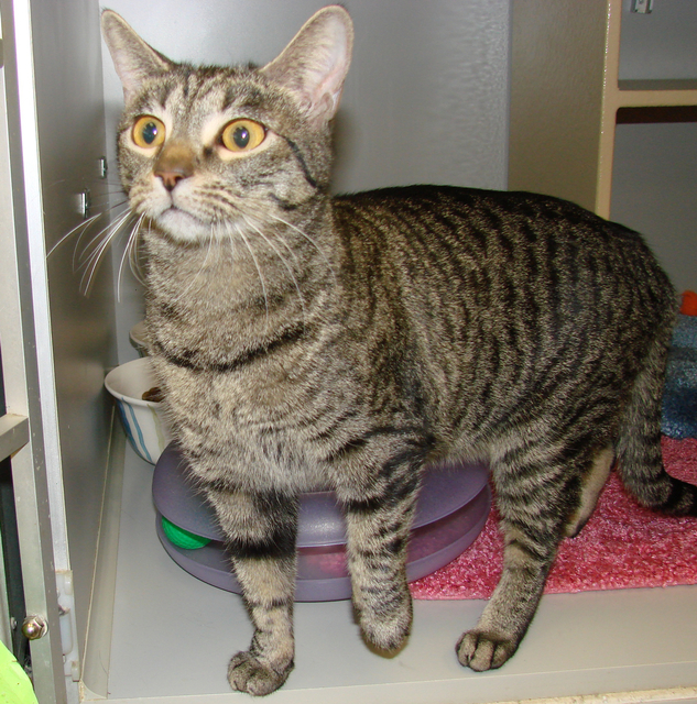 picture of Za-Bella AKA 'Little Z', a Domestic Short Hair tabby