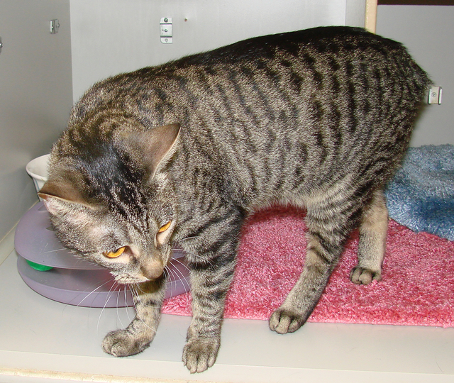 picture of Za-Bella AKA 'Little Z', a Domestic Short Hair tabby