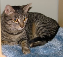 picture of Za-Bella AKA 'Little Z', a Domestic Short Hair tabby