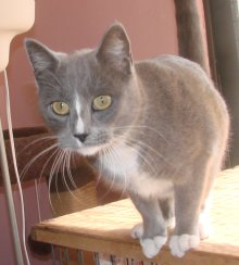 another picture of Gabriella, a Domestic Short Hair gray/white