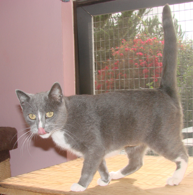 picture of Gabriella, a Domestic Short Hair gray/white