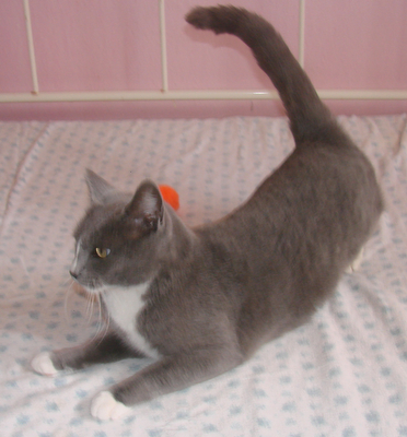 picture of Gabriella, a Domestic Short Hair gray/white