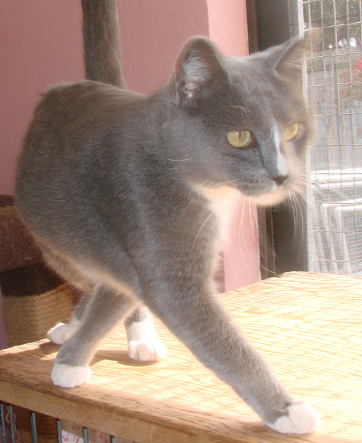 picture of Gabriella, a Domestic Short Hair gray/white