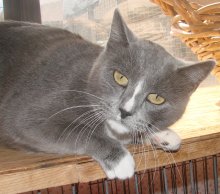 picture of Gabriella, a Domestic Short Hair gray/white