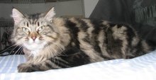 [another picture of Gabby FKA Babe, a Maine Coon/Domestic Long Hair-x classic tabby\ cat] 
