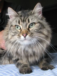 [picture of Gabby FKA Babe, a Maine Coon/Domestic Long Hair-x classic tabby\ cat] 