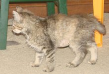 another picture of Cora, a Domestic Medium Hair dilute tortoiseshell