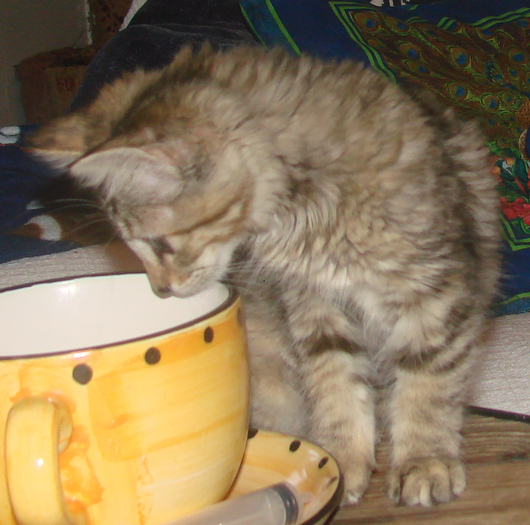 picture of Cora, a Domestic Medium Hair dilute tortoiseshell