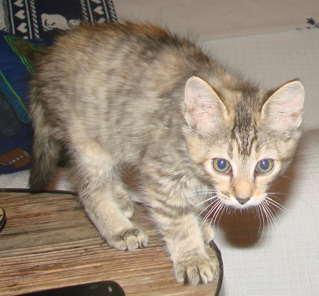 picture of Cora, a Domestic Medium Hair dilute tortoiseshell