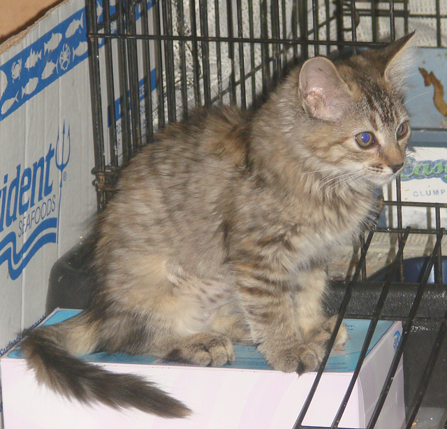 picture of Cora, a Domestic Medium Hair dilute tortoiseshell
