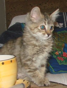 picture of Cora, a Domestic Medium Hair dilute tortoiseshell