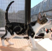 another picture of Frankie FKA Geri, a Domestic Short Hair classic tabby/white