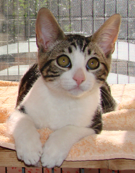 picture of Frankie FKA Geri, a Domestic Short Hair classic tabby/white