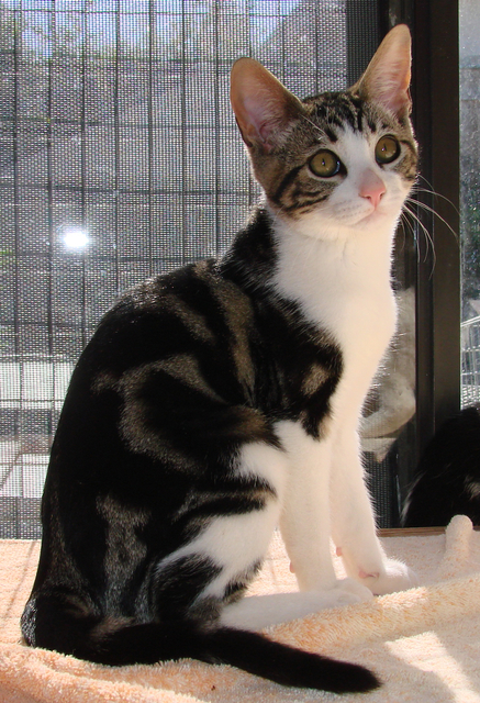 picture of Frankie FKA Geri, a Domestic Short Hair classic tabby/white