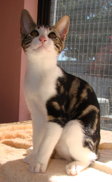 picture of Frankie FKA Geri, a Domestic Short Hair classic tabby/white