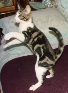 picture of Frankie FKA Geri, a Domestic Short Hair classic tabby/white
