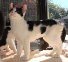 another picture of Munin, a Domestic Short Hair white/black