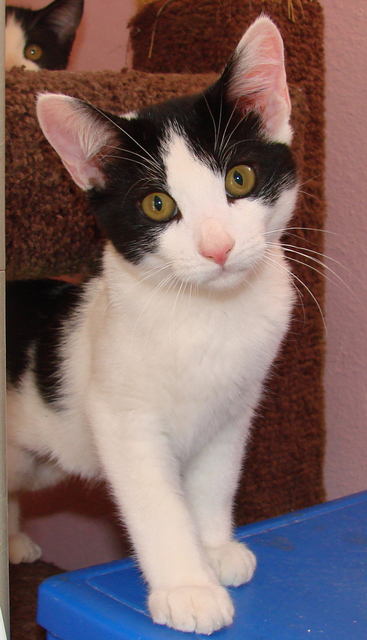 picture of Munin, a Domestic Short Hair white/black