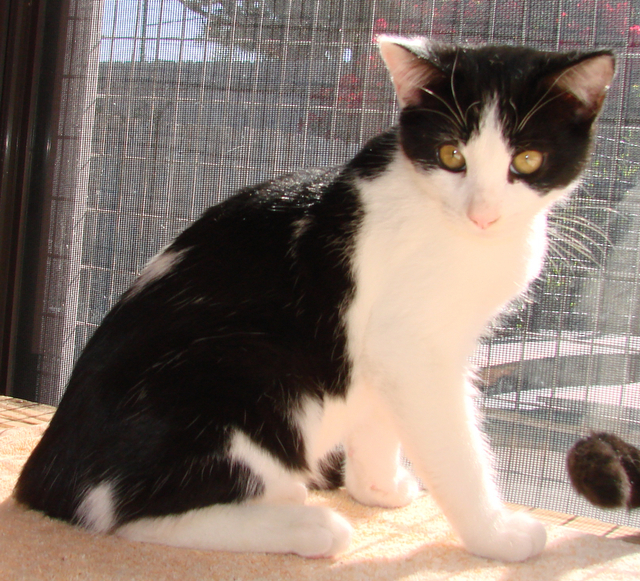 picture of Munin, a Domestic Short Hair white/black