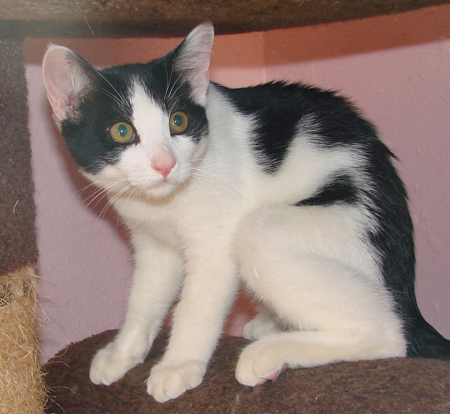 picture of Munin, a Domestic Short Hair white/black