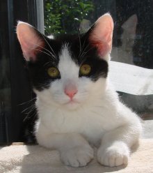 picture of Munin, a Domestic Short Hair white/black