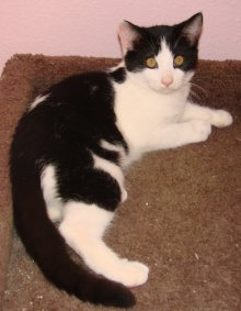 another picture of Hugs AKA Hugin, a Domestic Short Hair white/black