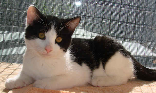 picture of Hugs AKA Hugin, a Domestic Short Hair white/black