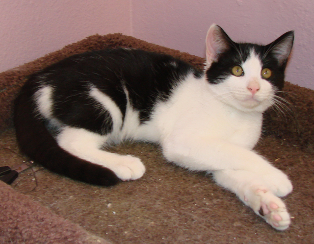 picture of Hugs AKA Hugin, a Domestic Short Hair white/black