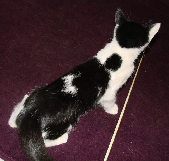 picture of Hugs AKA Hugin, a Domestic Short Hair white/black