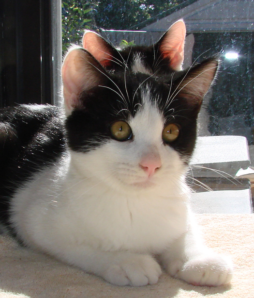 picture of Hugs AKA Hugin, a Domestic Short Hair white/black