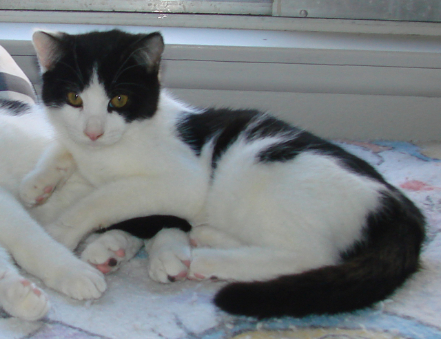 picture of Hugs AKA Hugin, a Domestic Short Hair white/black