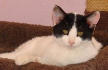 another picture of Frisky AKA Freki, a Domestic Short Hair white/black
