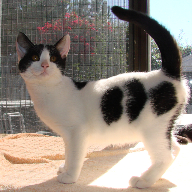 picture of Frisky AKA Freki, a Domestic Short Hair white/black
