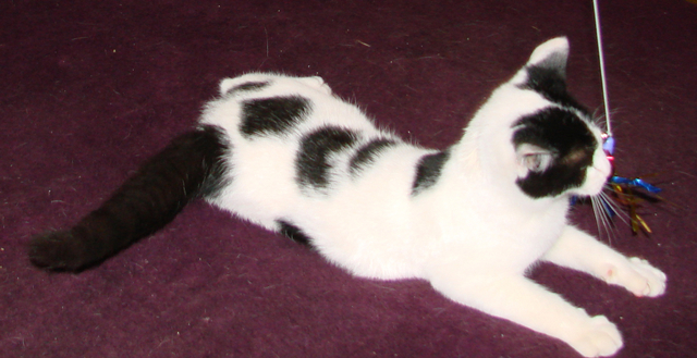 picture of Frisky AKA Freki, a Domestic Short Hair white/black