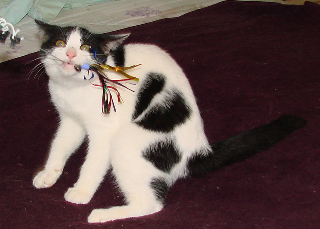 picture of Frisky AKA Freki, a Domestic Short Hair white/black