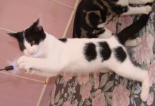 picture of Frisky AKA Freki, a Domestic Short Hair white/black