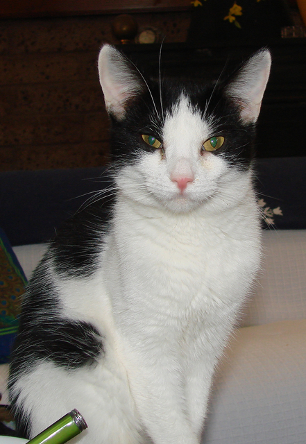 another picture of Sweetie AKA Frigga, a Domestic Short Hair white/black