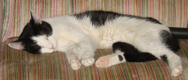 picture of Sweetie AKA Frigga, a Domestic Short Hair white/black