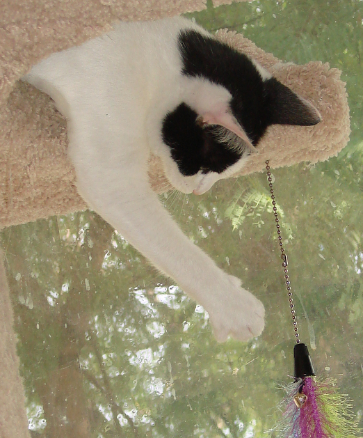 picture of Sweetie AKA Frigga, a Domestic Short Hair white/black